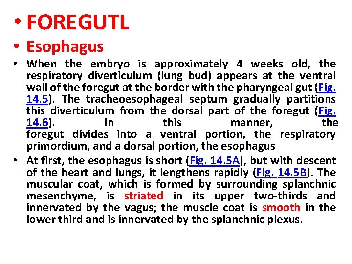  • FOREGUTL • Esophagus • When the embryo is approximately 4 weeks old,