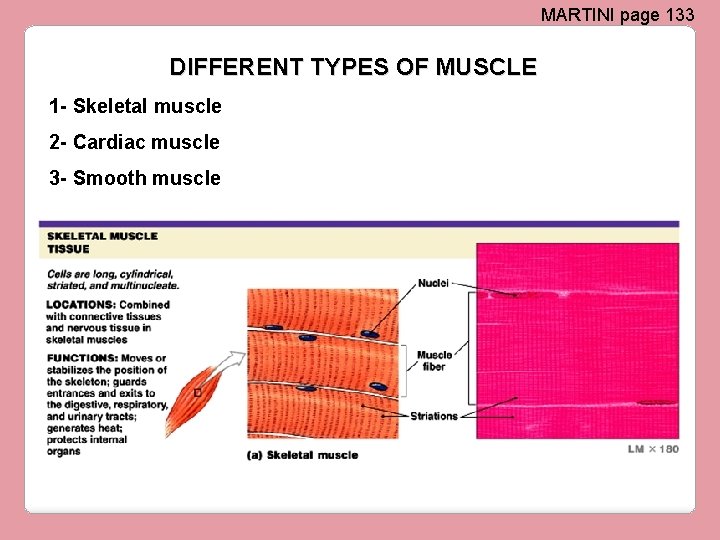 MARTINI page 133 DIFFERENT TYPES OF MUSCLE 1 - Skeletal muscle 2 - Cardiac