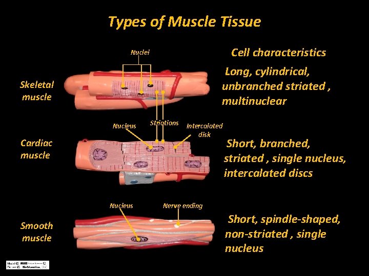 Types of Muscle Tissue Cell characteristics Nuclei Long, cylindrical, unbranched striated , multinuclear Skeletal