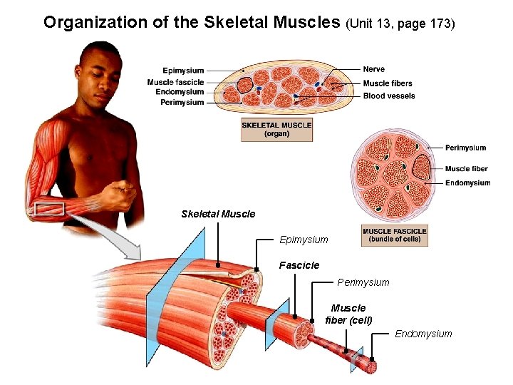 Organization of the Skeletal Muscles (Unit 13, page 173) Skeletal Muscle Epimysium Fascicle Perimysium