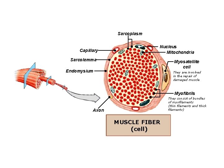 Sarcoplasm Capillary Nucleus Mitochondria Sarcolemma Myosatellite cell Endomysium They are involved in the repair