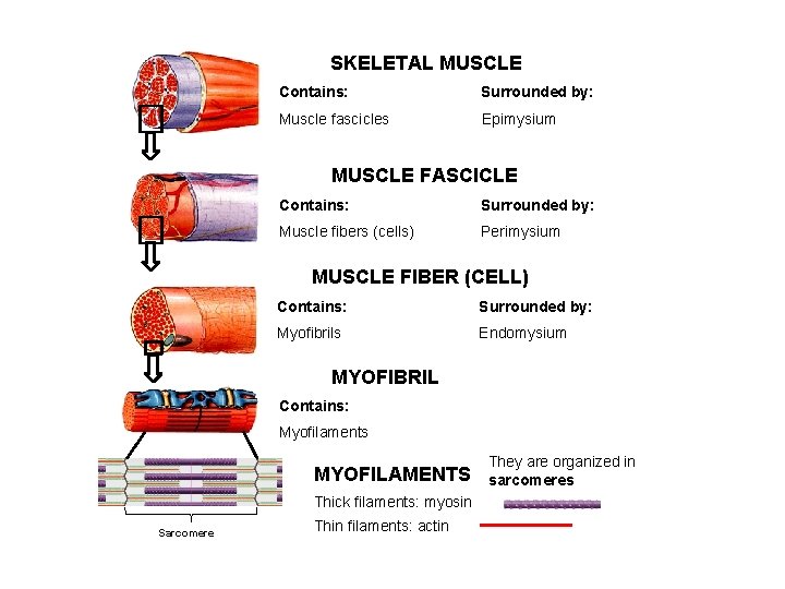 SKELETAL MUSCLE Contains: Surrounded by: Muscle fascicles Epimysium MUSCLE FASCICLE Contains: Surrounded by: Muscle