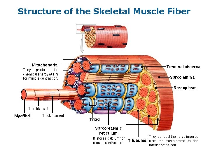 Structure of the Skeletal Muscle Fiber Mitochondria Terminal cisterna They produce the chemical energy