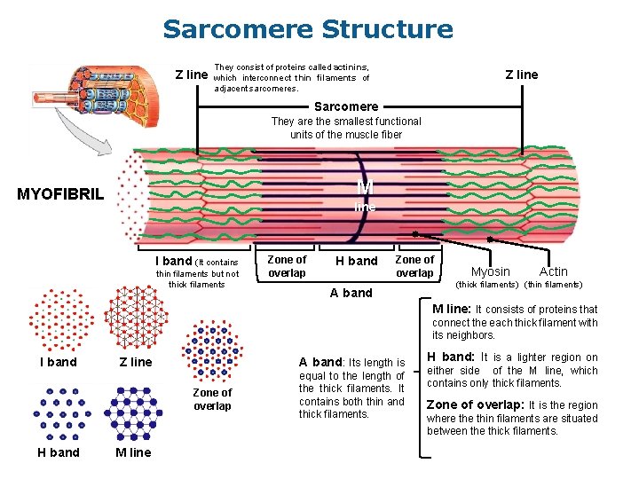 Sarcomere Structure Z line They consist of proteins called actinins, which interconnect thin filaments