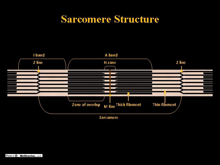 Sarcomere Structure I band A band Z line H zone Zone of overlap M