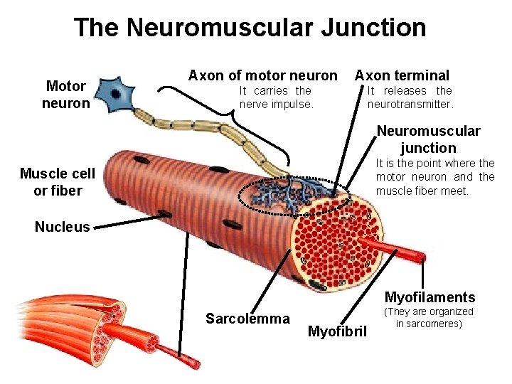 The Neuromuscular Junction Motor neuron Axon of motor neuron Axon terminal It carries the