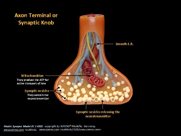 Axon Terminal or Synaptic Knob Smooth E. R. Mitochondrion They produce the ATP for