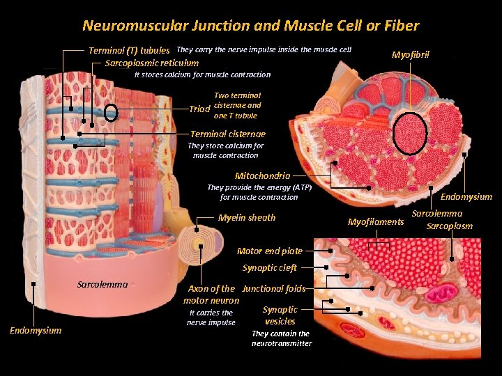 Neuromuscular Junction and Muscle Cell or Fiber Terminal (T) tubules They carry the nerve