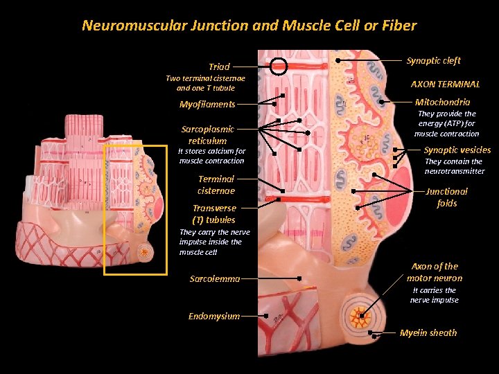 Neuromuscular Junction and Muscle Cell or Fiber Triad Two terminal cisternae and one T