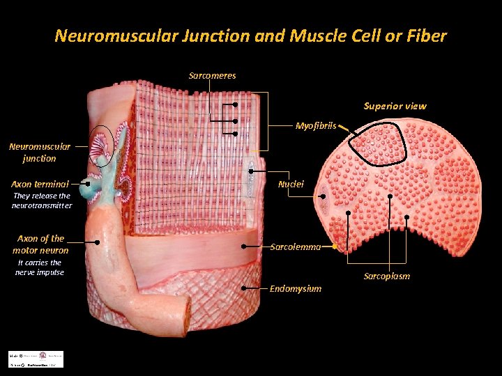 Neuromuscular Junction and Muscle Cell or Fiber Sarcomeres Superior view Myofibrils Neuromuscular junction Axon