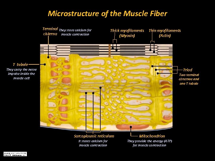Microstructure of the Muscle Fiber Terminal They store calcium for cisterna muscle contraction Thick