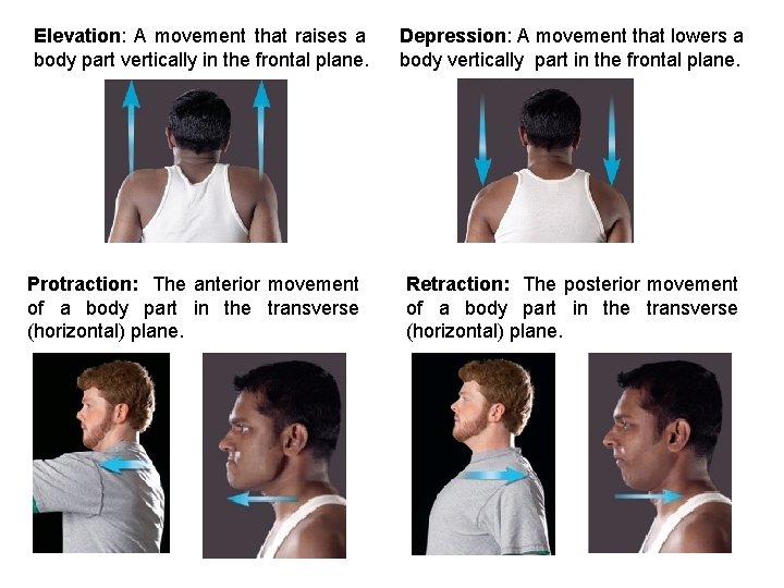 Elevation: A movement that raises a body part vertically in the frontal plane. Protraction: