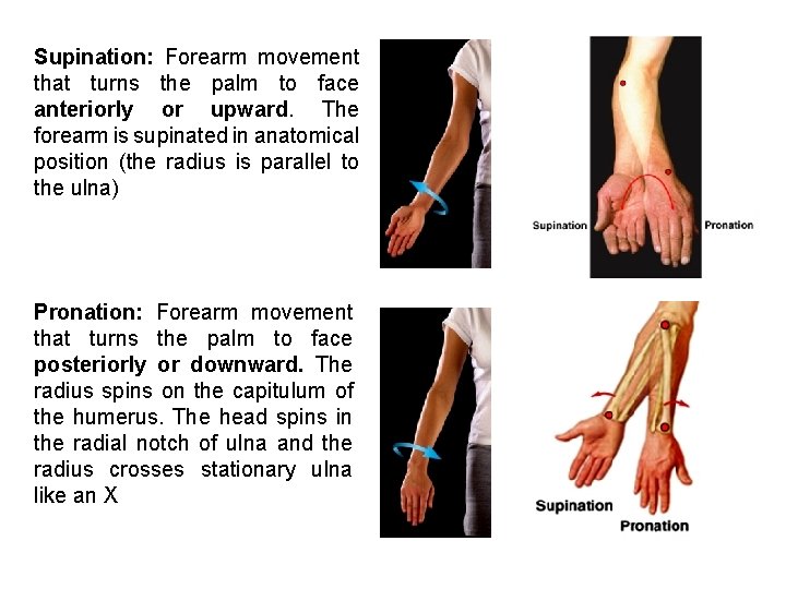 Supination: Forearm movement that turns the palm to face anteriorly or upward. The forearm