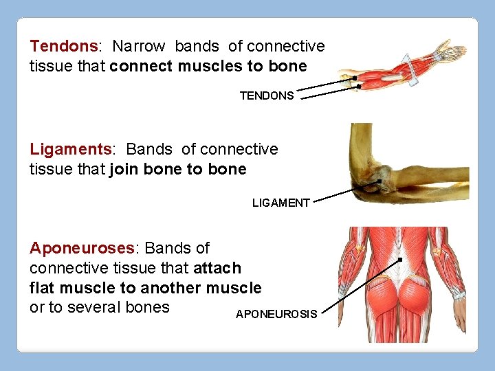 Tendons: Narrow bands of connective tissue that connect muscles to bone TENDONS Ligaments: Bands