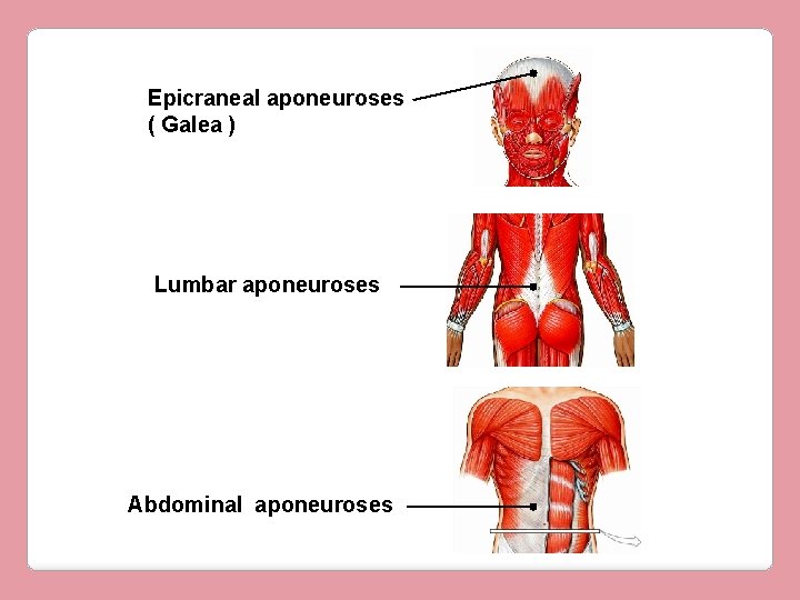Epicraneal aponeuroses ( Galea ) Lumbar aponeuroses Abdominal aponeuroses 