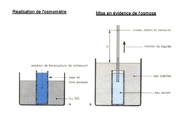 Réalisation de l'osmomètre Mise en évidence de l'osmose 