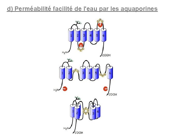 d) Perméabilité facilité de l'eau par les aquaporines 