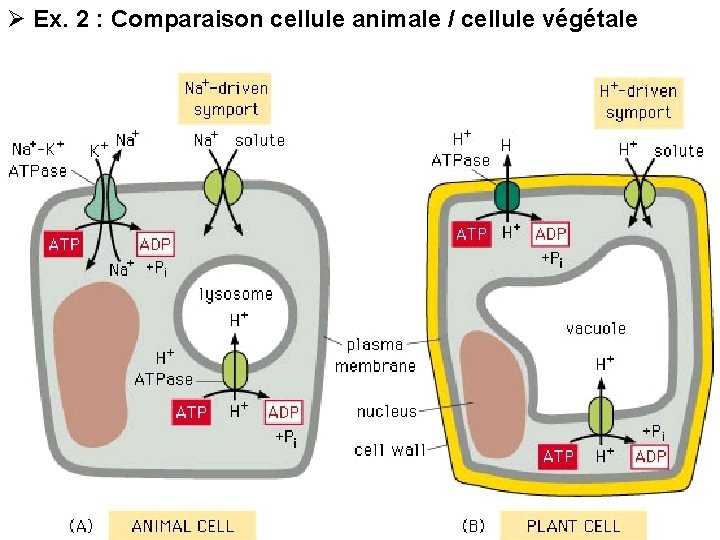 Ø Ex. 2 : Comparaison cellule animale / cellule végétale 