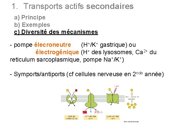 1. Transports actifs secondaires a) Principe b) Exemples c) Diversité des mécanismes - pompe