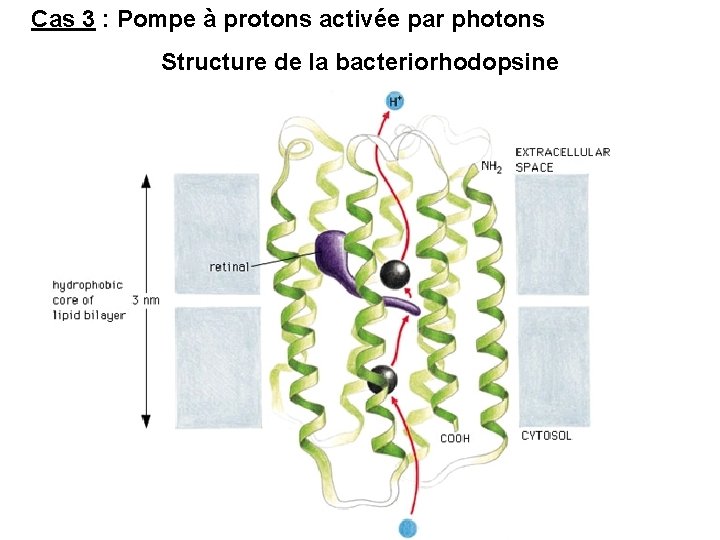 Cas 3 : Pompe à protons activée par photons Structure de la bacteriorhodopsine 