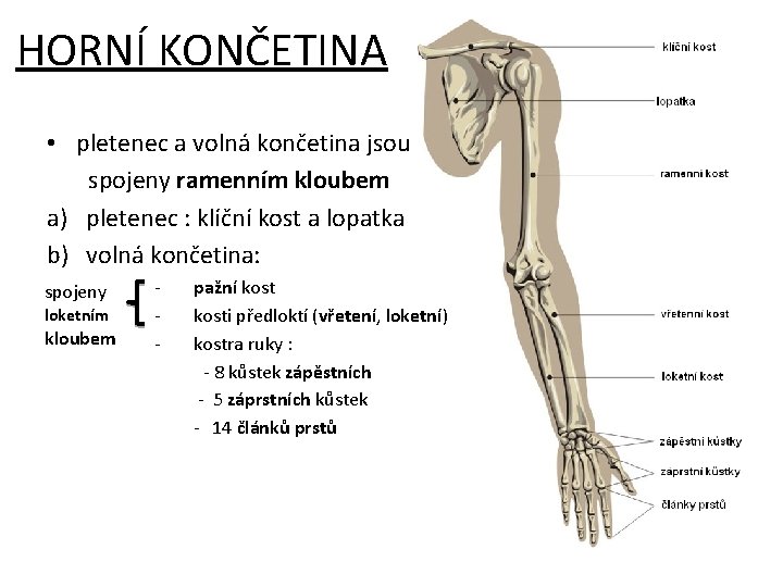 HORNÍ KONČETINA • pletenec a volná končetina jsou spojeny ramenním kloubem a) pletenec :