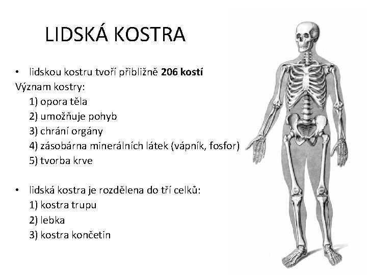 LIDSKÁ KOSTRA • lidskou kostru tvoří přibližně 206 kostí Význam kostry: 1) opora těla