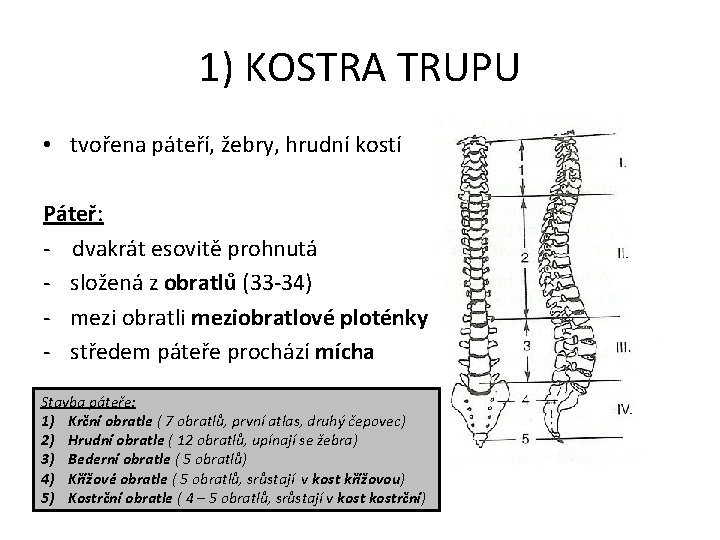 1) KOSTRA TRUPU • tvořena páteří, žebry, hrudní kostí Páteř: - dvakrát esovitě prohnutá