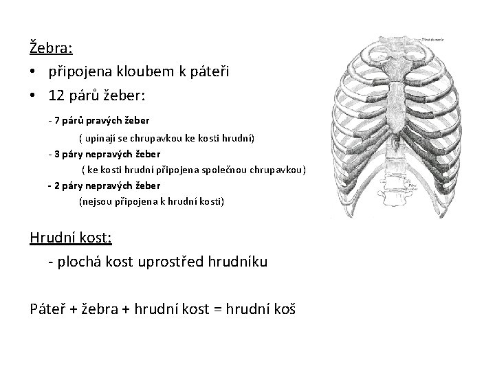 Žebra: • připojena kloubem k páteři • 12 párů žeber: - 7 párů pravých