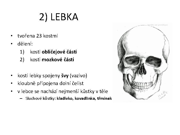 2) LEBKA • tvořena 23 kostmi • dělení: 1) kosti obličejové části 2) kosti