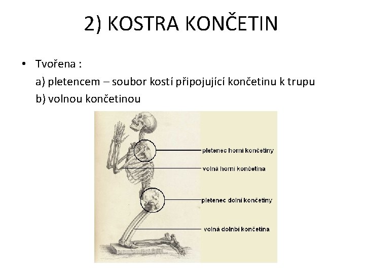 2) KOSTRA KONČETIN • Tvořena : a) pletencem – soubor kostí připojující končetinu k