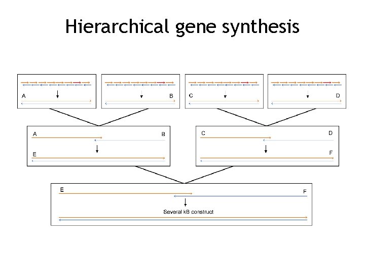 Hierarchical gene synthesis 