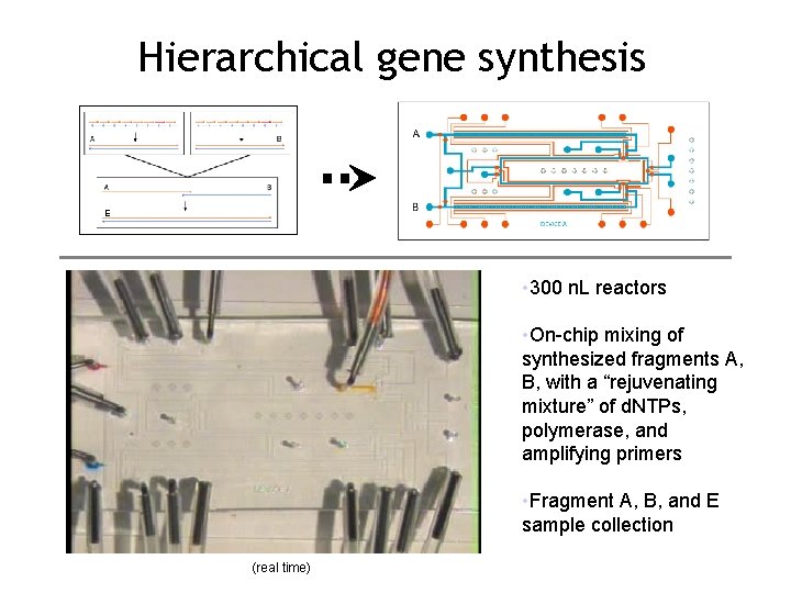 Hierarchical gene synthesis E • 300 n. L reactors • On-chip mixing of synthesized