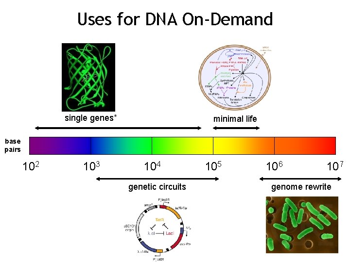 Uses for DNA On-Demand single genes* minimal life base pairs 102 103 104 genetic