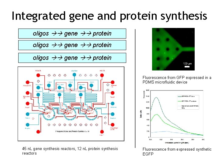 Integrated gene and protein synthesis oligos gene protein Fluorescence from GFP expressed in a