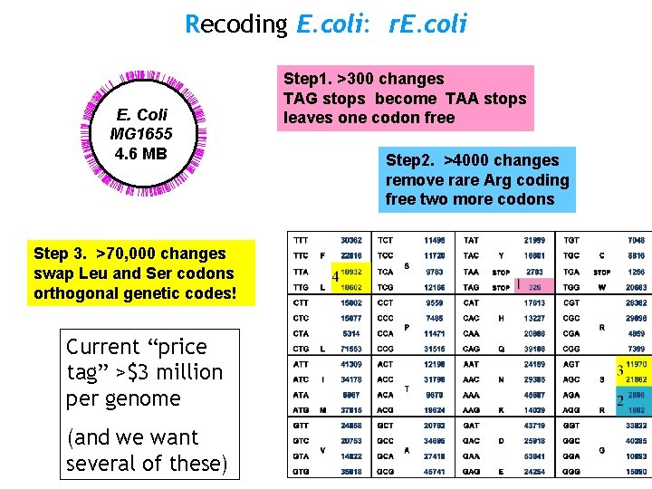 Recoding E. coli: r. E. coli E. Coli MG 1655 4. 6 MB Step