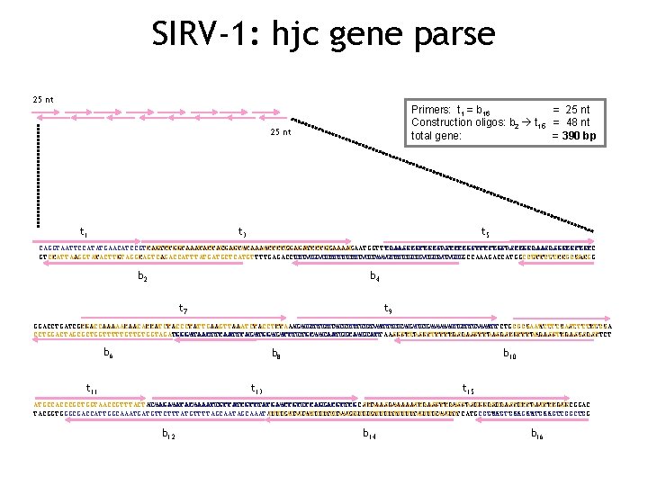 SIRV-1: hjc gene parse 25 nt Primers: t 1 = b 16 = 25