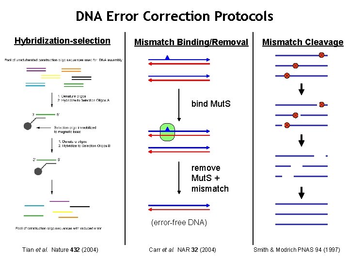 DNA Error Correction Protocols Hybridization-selection Mismatch Binding/Removal Mismatch Cleavage bind Mut. S remove Mut.