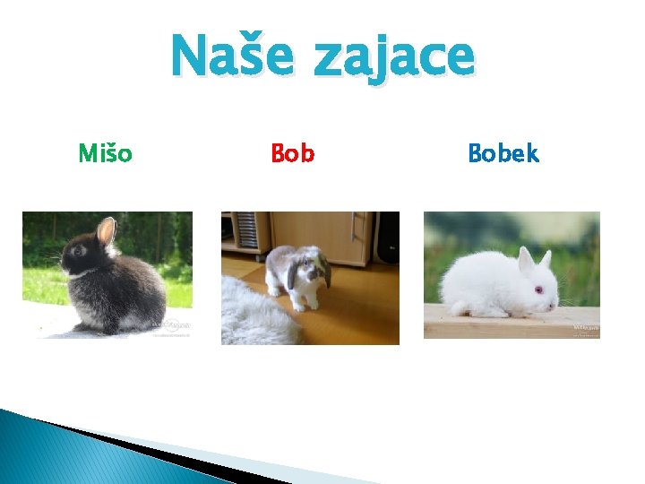 Naše zajace Mišo Bobek 