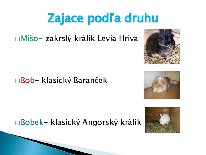 Zajace podľa druhu � Mišo- � Bob- zakrslý králik Levia Hriva klasický Baranček �