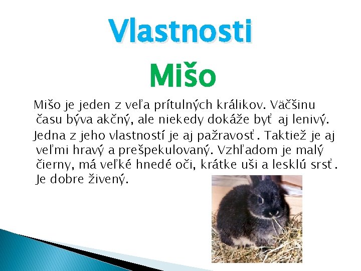 Vlastnosti Mišo je jeden z veľa prítulných králikov. Väčšinu času býva akčný, ale niekedy