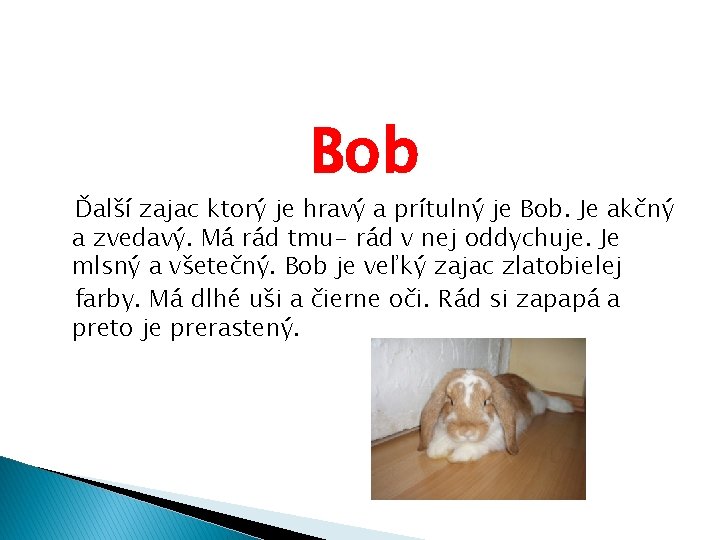 Bob Ďalší zajac ktorý je hravý a prítulný je Bob. Je akčný a zvedavý.