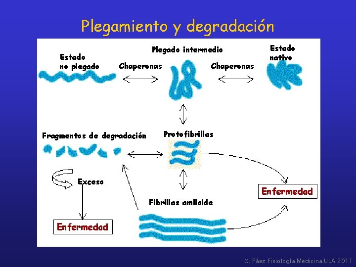 Plegamiento y degradación Estado no plegado Plegado intermedio Chaperonas Fragmentos de degradación Chaperonas Estado