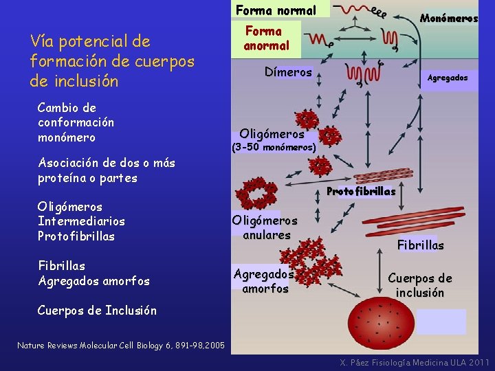 Forma normal Vía potencial de formación de cuerpos de inclusión Cambio de conformación monómero