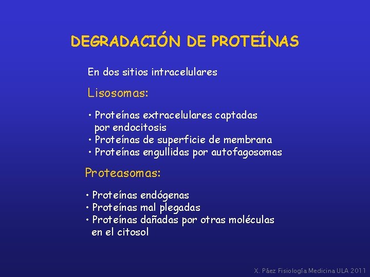 DEGRADACIÓN DE PROTEÍNAS En dos sitios intracelulares Lisosomas: • Proteínas extracelulares captadas por endocitosis