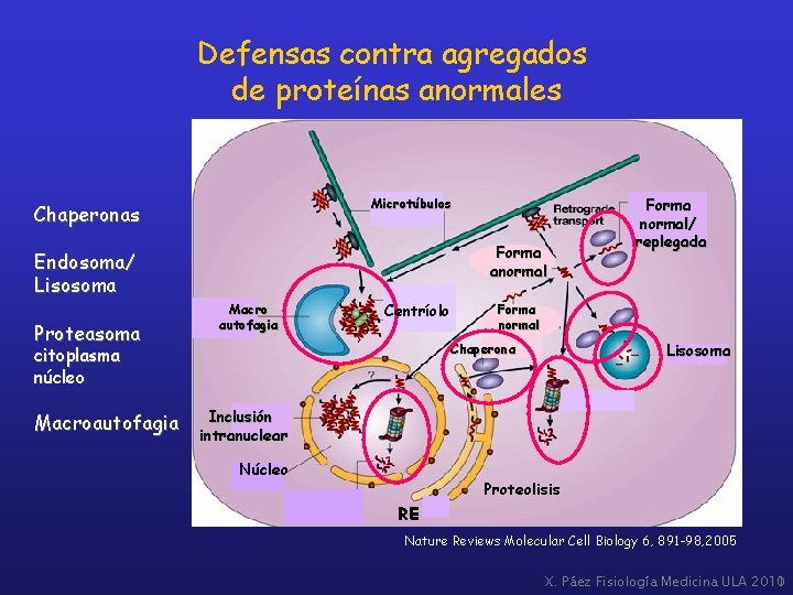 Defensas contra agregados de proteínas anormales Microtúbulos Chaperonas Forma anormal Endosoma/ Lisosoma Proteasoma Macro