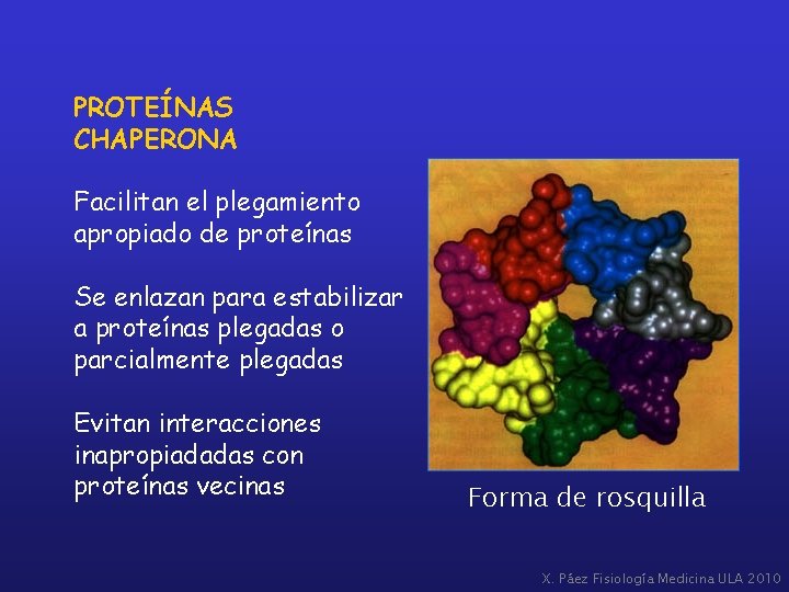 PROTEÍNAS CHAPERONA Facilitan el plegamiento apropiado de proteínas Se enlazan para estabilizar a proteínas