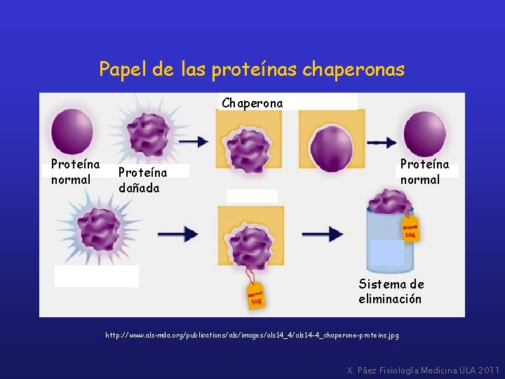 Papel de las proteínas chaperonas Chaperona Proteína normal Proteína dañada Sistema de eliminación http: