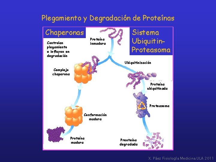 Plegamiento y Degradación de Proteínas Chaperonas Proteína inmadura Controlan plegamiento e influyen en degradación