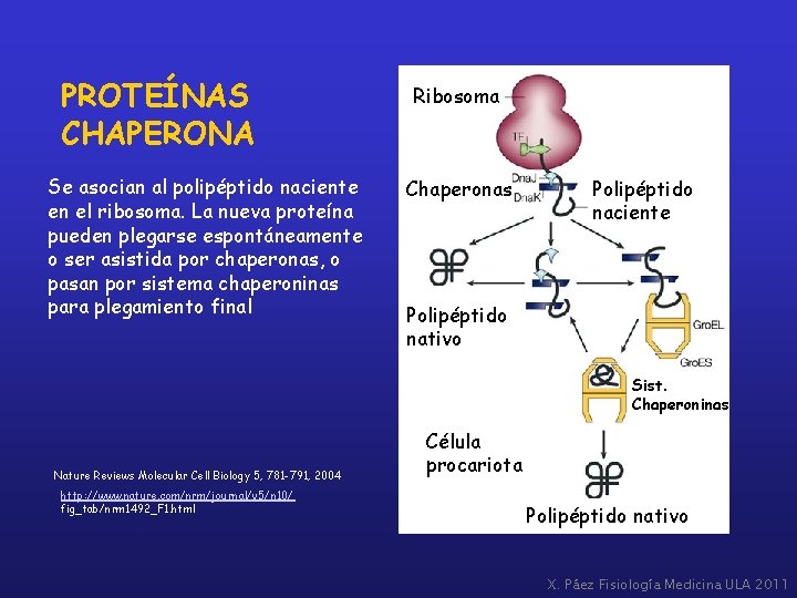 PROTEÍNAS CHAPERONA Se asocian al polipéptido naciente en el ribosoma. La nueva proteína pueden