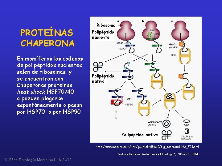 PROTEÍNAS CHAPERONA En mamíferos las cadenas de polipéptidos nacientes salen de ribosomas y se